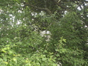 P6200048.JPG