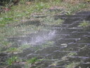 Clantreffen_Unnau_2009_284129.JPG